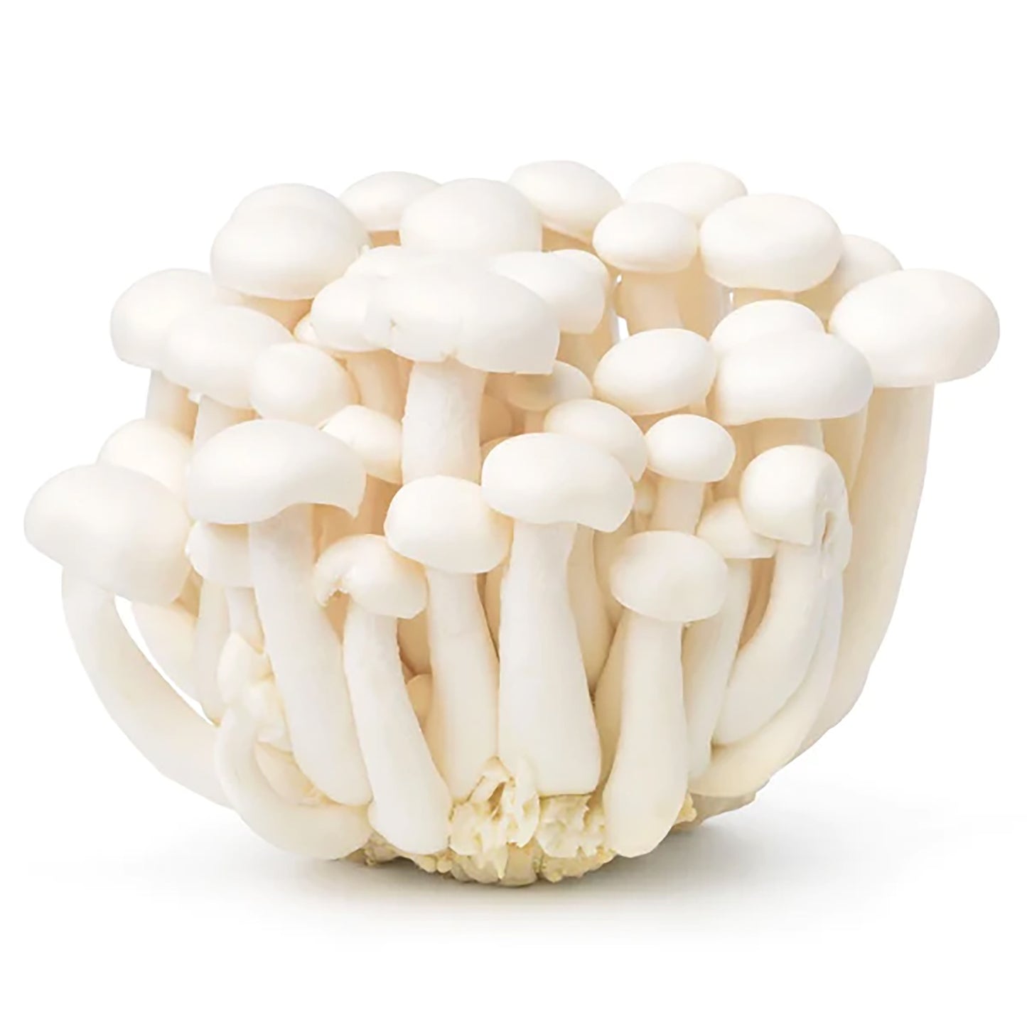 白姬菇 (150g*40)