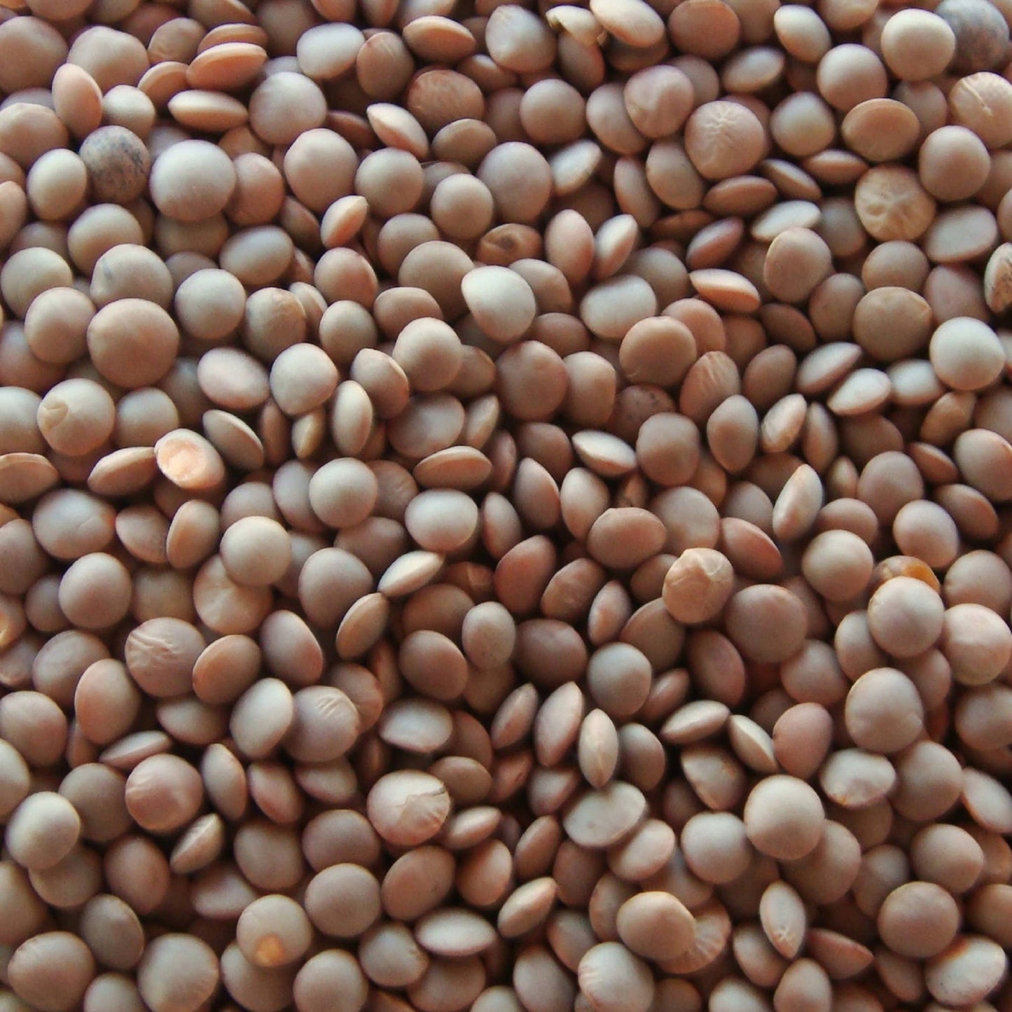 MASOOR 足球整体 (15 Kg)