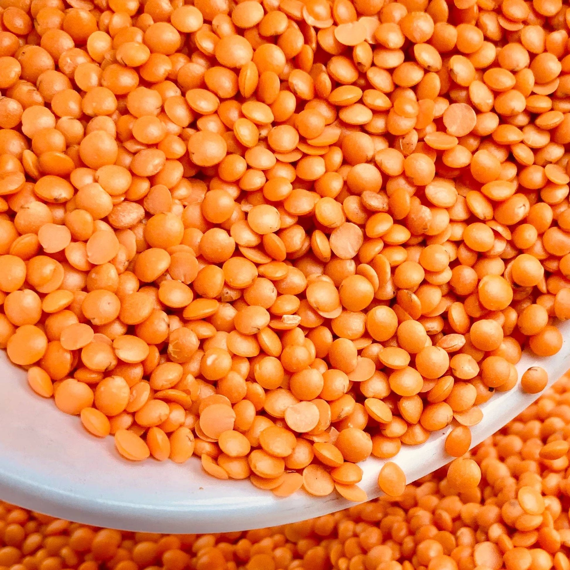 عدس أحمر حب (كجم) – Asia Food Trading Est.